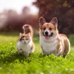 How to find reliable pet insurance in the USA